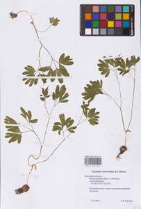 Corydalis intermedia (L.) Mérat, Eastern Europe, Central region (E4) (Russia)