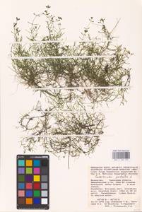 Callitriche palustris L., Middle Asia, Caspian Ustyurt & Northern Aralia (M8) (Kazakhstan)