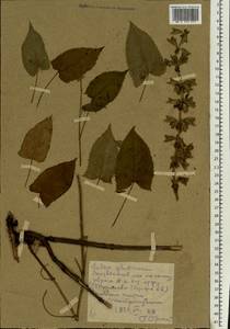 Salvia glutinosa L., Eastern Europe, Middle Volga region (E8) (Russia)