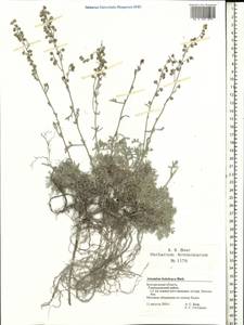 Artemisia hololeuca M. Bieb. ex Besser, Eastern Europe, Central forest-and-steppe region (E6) (Russia)