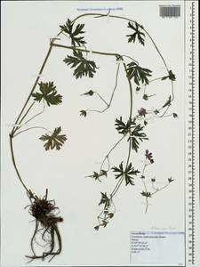 Geranium asphodeloides Burm. f., Crimea (KRYM) (Russia)