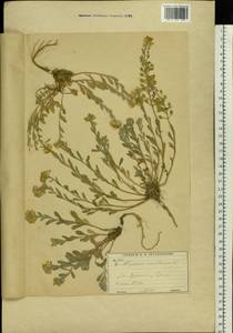 Alyssum gmelinii Jord. & Fourr., Eastern Europe, Moscow region (E4a) (Russia)