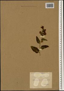 Campanula glomerata L., Caucasus, Georgia (K4) (Georgia)