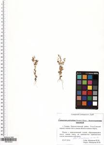 SMR001824, Centaurium pulchellum (Sw.) Druce, Eastern Europe, Middle Volga region (E8) (Russia)
