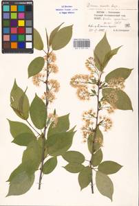 Prunus glandulifolia Rupr., Eastern Europe, Moscow region (E4a) (Russia)