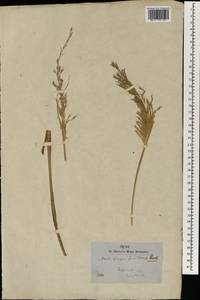 Bothriochloa bladhii (Retz.) S.T.Blake, South Asia, South Asia (Asia outside ex-Soviet states and Mongolia) (ASIA) (Nepal)