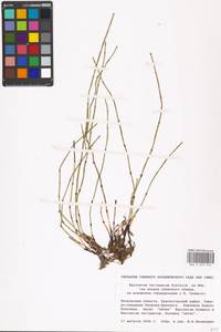 Equisetum variegatum Schleich., Eastern Europe, Moscow region (E4a) (Russia)