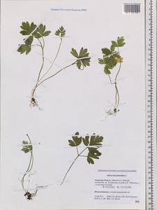 Adoxa moschatellina L., Siberia, Russian Far East (S6) (Russia)