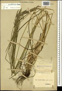 Lolium pratense (Huds.) Darbysh., Caucasus, Stavropol Krai, Karachay-Cherkessia & Kabardino-Balkaria (K1b) (Russia)