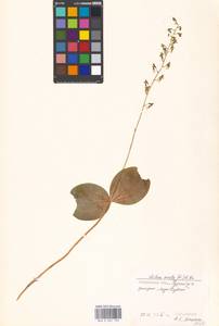 Neottia ovata (L.) Bluff & Fingerh., Eastern Europe, Moscow region (E4a) (Russia)