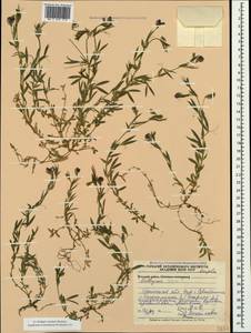 Lathyrus cicera L., Crimea (KRYM) (Russia)