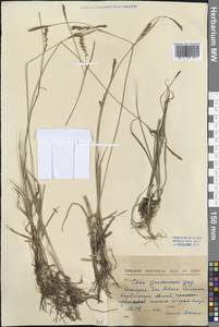 Carex nigra (L.) Reichard, Western Europe (EUR) (Bulgaria)