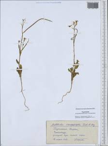 Matthiola chenopodiifolia Fisch. & C. A. Mey., Middle Asia, Karakum (M6) (Turkmenistan)