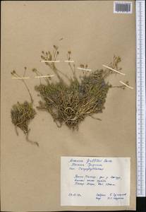 Eremogone griffithii (Boiss.) Ikonn., Middle Asia, Pamir & Pamiro-Alai (M2) (Tajikistan)