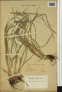 Carex sylvatica Huds., Western Europe (EUR) (Germany)
