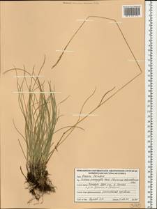 Festuca trachyphylla (Hack.) Hack., Eastern Europe, Belarus (E3a) (Belarus)