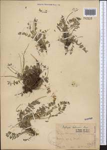 Oxytropis lehmanni Bunge, Middle Asia, Western Tian Shan & Karatau (M3) (Kazakhstan)