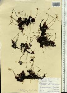 Saxifraga bronchialis subsp. cherlerioides (D. Don) Hult., Siberia, Chukotka & Kamchatka (S7) (Russia)