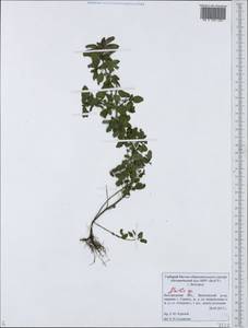 Mentha, Eastern Europe, Central forest-and-steppe region (E6) (Russia)