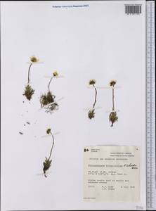 Arctanthemum integrifolium (Richards.) Tzvelev, America (AMER) (Canada)