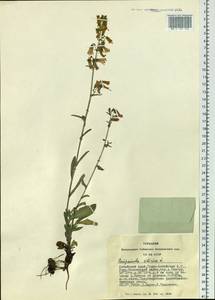 Campanula sibirica L., Siberia, Altai & Sayany Mountains (S2) (Russia)
