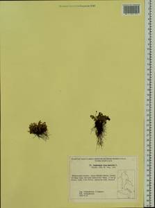 Asplenium ruta-muraria L., Siberia, Russian Far East (S6) (Russia)