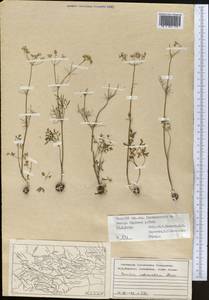 Elwendia intermedia (Korovin) Pimenov & Kljuykov, Middle Asia, Pamir & Pamiro-Alai (M2) (Tajikistan)