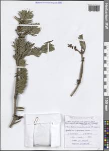 Abies nordmanniana (Steven) Spach, Caucasus, Black Sea Shore (from Novorossiysk to Adler) (K3) (Russia)