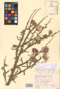 Carduus hamulosus subsp. stenocephalus (Tamamsch.) Greuter, Eastern Europe, Lower Volga region (E9) (Russia)