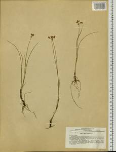 Allium tenuissimum L., Siberia, Baikal & Transbaikal region (S4) (Russia)