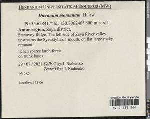 Orthodicranum montanum (Hedw.) Loeske, Bryophytes, Bryophytes - Russian Far East (excl. Chukotka & Kamchatka) (B20) (Russia)