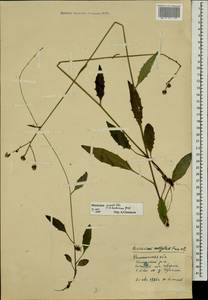 Hieracium lachenalii subsp. deductum (Sudre) Greuter, Eastern Europe, North-Western region (E2) (Russia)