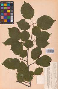 Prunus sargentii Rehder, Siberia, Russian Far East (S6) (Russia)