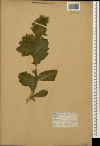 Hyoscyamus niger L., Caucasus, Georgia (K4) (Georgia)