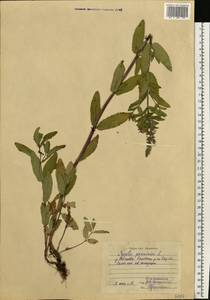 Nepeta nuda subsp. nuda, Eastern Europe, Central region (E4) (Russia)