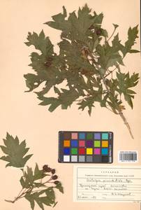 Crataegus pinnatifida Bunge, Siberia, Russian Far East (S6) (Russia)