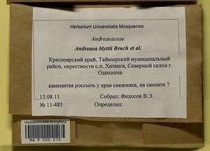 Andreaea blyttii Schimp., Bryophytes, Bryophytes - Krasnoyarsk Krai, Tyva & Khakassia (B17) (Russia)