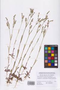 Silene subconica Friv., Eastern Europe, Lower Volga region (E9) (Russia)