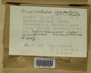 Sarmentypnum exannulatum (Schimp.) Hedenäs, Bryophytes, Bryophytes - Krasnoyarsk Krai, Tyva & Khakassia (B17) (Russia)