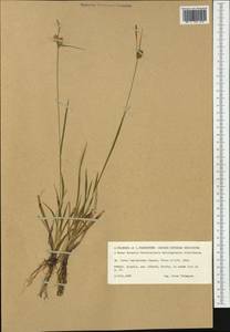 Carex lepidocarpa Tausch, Western Europe (EUR) (Finland)