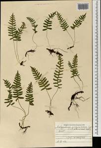Polypodium sibiricum Sipliv., Mongolia (MONG) (Mongolia)