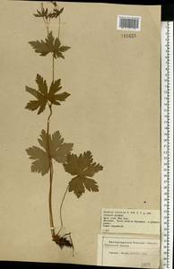 Geranium sylvaticum L., Eastern Europe, Central forest-and-steppe region (E6) (Russia)