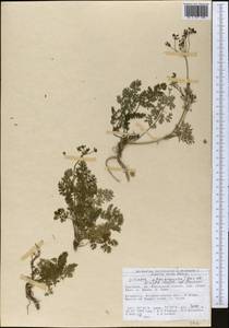 Vicatia atrosanguinea (Kar. & Kir.) P. K. Mukh. & Pimenov, Middle Asia, Northern & Central Tian Shan (M4) (Kyrgyzstan)