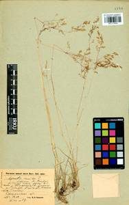 Agrostis vinealis Schreb., Siberia, Baikal & Transbaikal region (S4) (Russia)