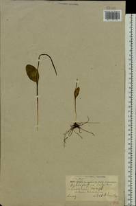 Ophioglossum vulgatum L., Eastern Europe, Northern region (E1) (Russia)