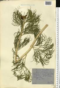 Paeonia tenuifolia L., Eastern Europe, North Ukrainian region (E11) (Ukraine)