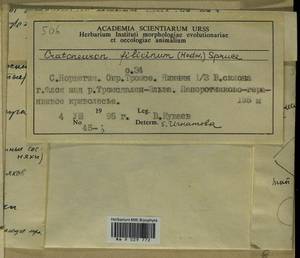 Cratoneuron filicinum (Hedw.) Spruce, Bryophytes, Bryophytes - Western Europe (BEu) (Norway)