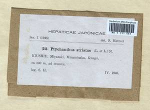 Ptychanthus striatus (Lehm. & Lindenb.) Nees, Bryophytes, Bryophytes - Asia (outside ex-Soviet states) (BAs) (Japan)