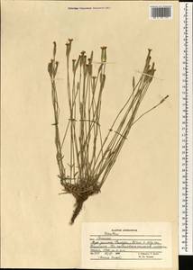 Dianthus, South Asia, South Asia (Asia outside ex-Soviet states and Mongolia) (ASIA) (Afghanistan)