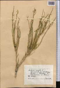 Anabasis aphylla L., Middle Asia, Caspian Ustyurt & Northern Aralia (M8) (Kazakhstan)